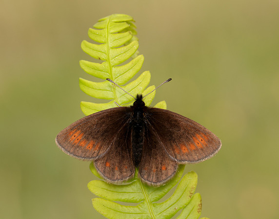 Mountain Ringlet Erebia epiphron
