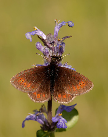 Mountain Ringlet Erebia epiphron