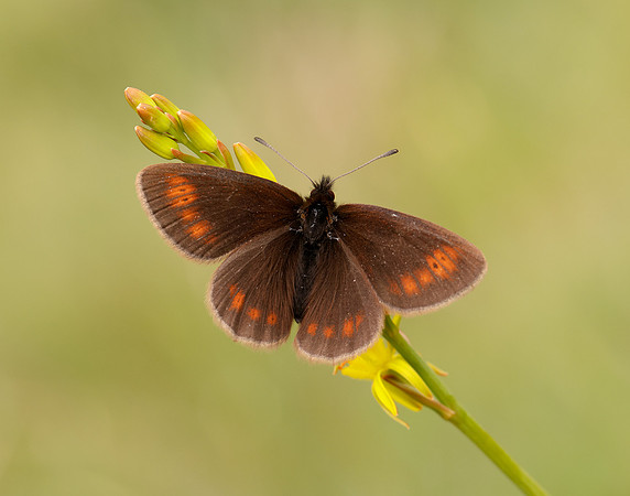 Mountain Ringlet Erebia epiphron