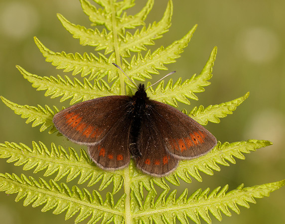 Mountain Ringlet Erebia epiphron