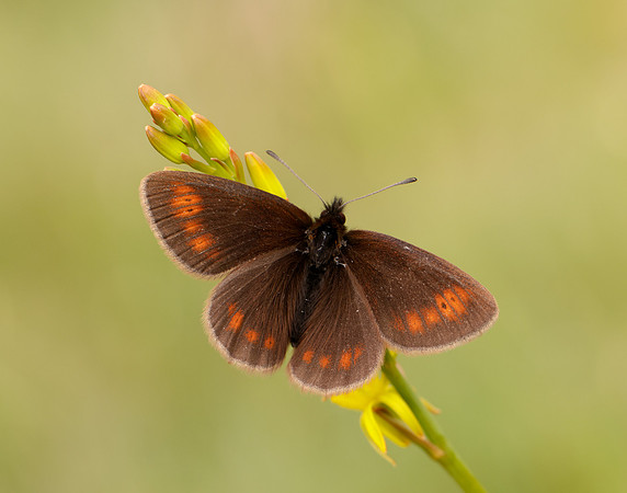 Mountain Ringlet Erebia epiphron
