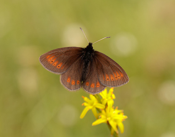 Mountain Ringlet Erebia epiphron