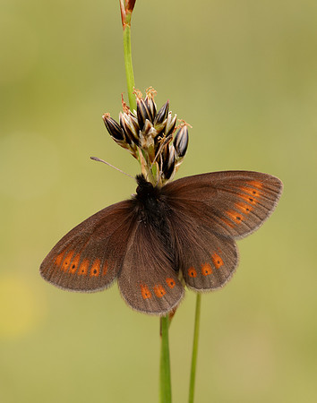 Mountain Ringlet Erebia epiphron