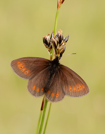 Mountain Ringlet Erebia epiphron