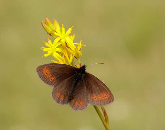 Mountain Ringlet Erebia epiphron