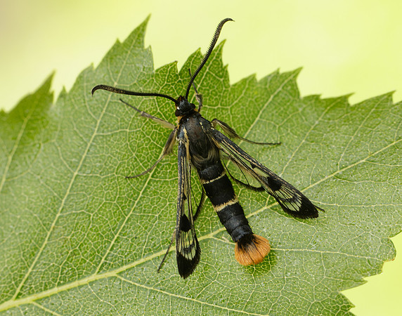52.005 BF0376 Welsh Clearwing Synanthedon scoliaeformis