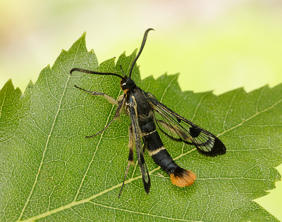 52.005 BF0376 Welsh Clearwing Synanthedon scoliaeformis