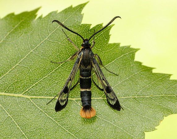 52.005 BF0376 Welsh Clearwing Synanthedon scoliaeformis