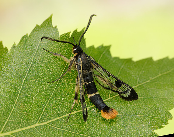 52.005 BF0376 Welsh Clearwing Synanthedon scoliaeformis