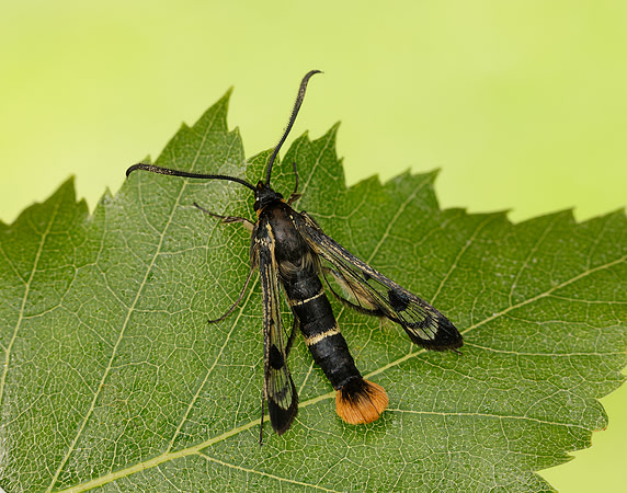 52.005 BF0376 Welsh Clearwing Synanthedon scoliaeformis