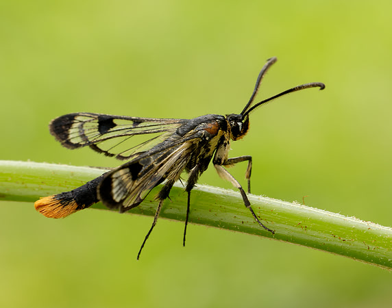 52.005 BF0376 Welsh Clearwing Synanthedon scoliaeformis