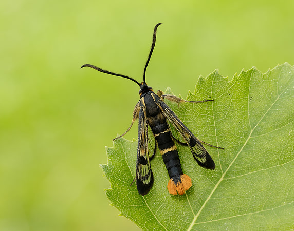 52.005 BF0376 Welsh Clearwing Synanthedon scoliaeformis
