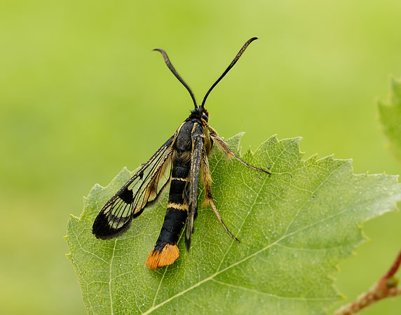 52.005 BF0376 Welsh Clearwing Synanthedon scoliaeformis