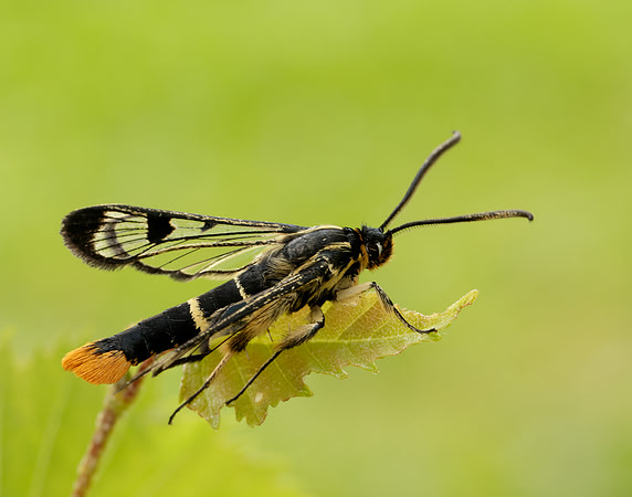 52.005 BF0376 Welsh Clearwing Synanthedon scoliaeformis