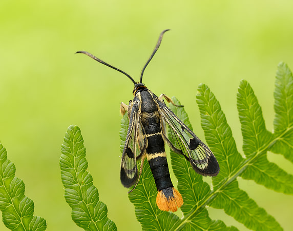 52.005 BF0376 Welsh Clearwing Synanthedon scoliaeformis