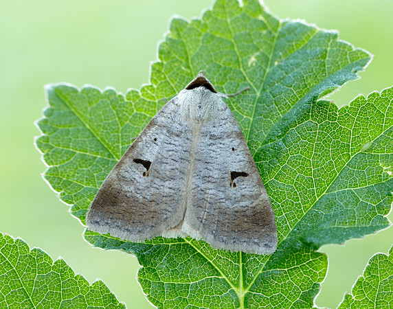 72.063 BF2466 Blackneck Lygephila pastinum