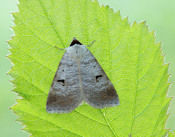 72.063 BF2466 Blackneck Lygephila pastinum