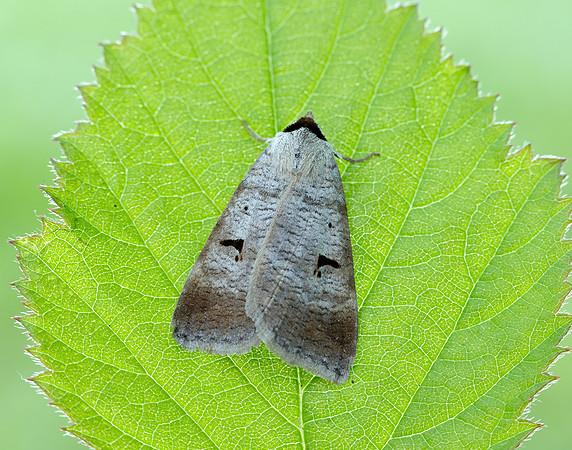 72.063 BF2466 Blackneck Lygephila pastinum
