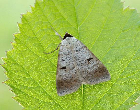 72.063 BF2466 Blackneck Lygephila pastinum