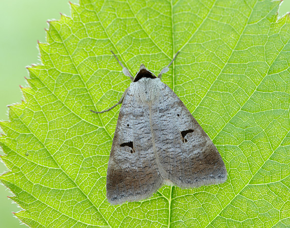 72.063 BF2466 Blackneck Lygephila pastinum