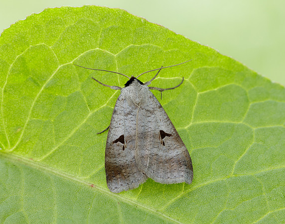 72.063 BF2466 Blackneck Lygephila pastinum