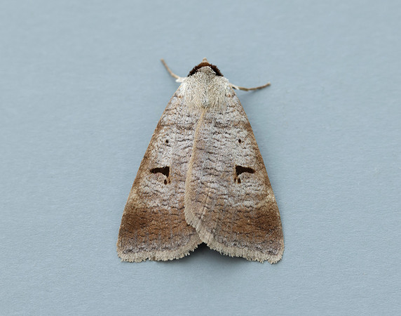 72.063 BF2466 Blackneck Lygephila pastinum