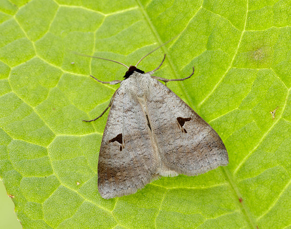 72.063 BF2466 Blackneck Lygephila pastinum