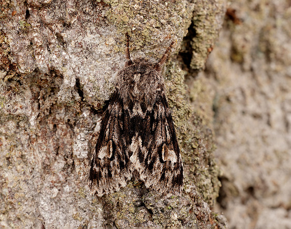 73.066 BF2228 Rannoch Sprawler Brachionycha nubeculosa