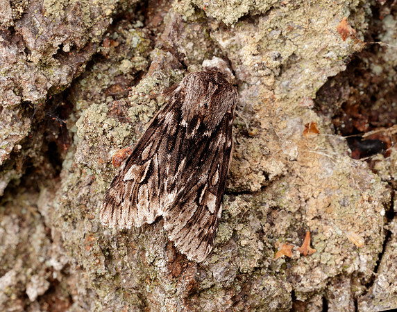 73.066 BF2228 Rannoch Sprawler Brachionycha nubeculosa