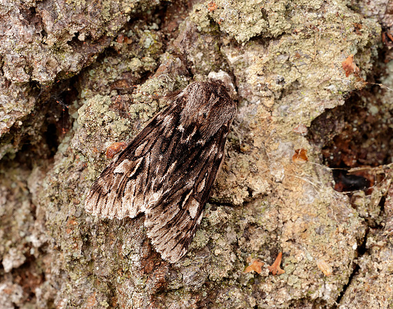 73.066 BF2228 Rannoch Sprawler Brachionycha nubeculosa
