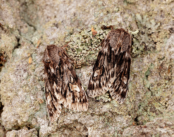 73.066 BF2228 Rannoch Sprawler Brachionycha nubeculosa
