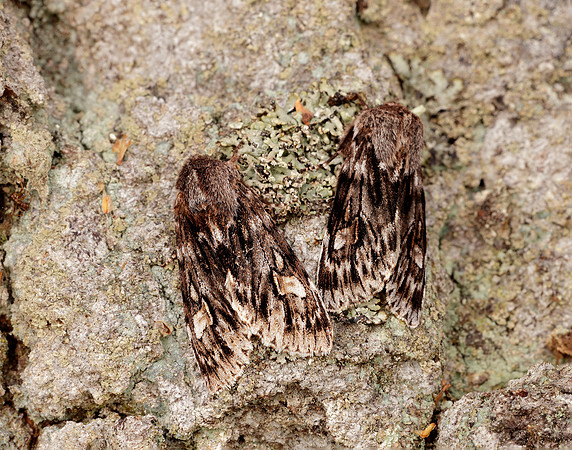 73.066 BF2228 Rannoch Sprawler Brachionycha nubeculosa