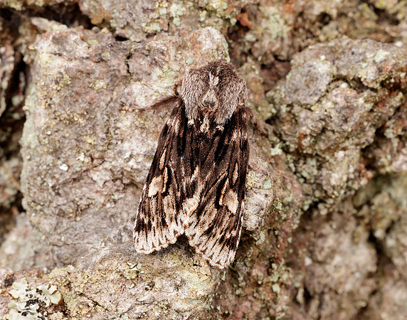 73.066 BF2228 Rannoch Sprawler Brachionycha nubeculosa