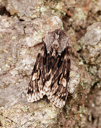 73.066 BF2228 Rannoch Sprawler Brachionycha nubeculosa