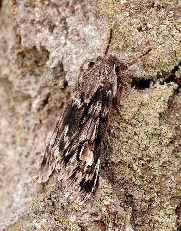 73.066 BF2228 Rannoch Sprawler Brachionycha nubeculosa