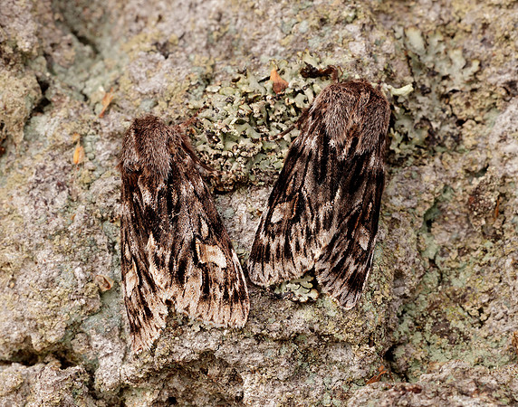 73.066 BF2228 Rannoch Sprawler Brachionycha nubeculosa