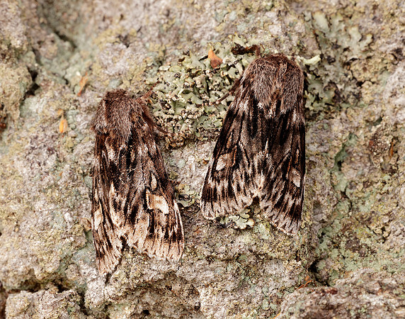 73.066 BF2228 Rannoch Sprawler Brachionycha nubeculosa
