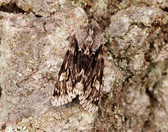 73.066 BF2228 Rannoch Sprawler Brachionycha nubeculosa