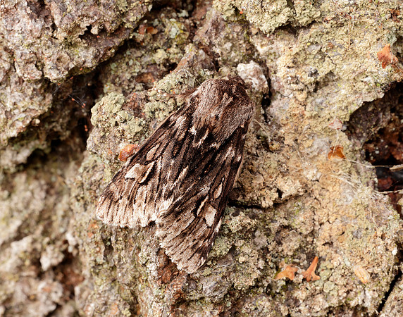 73.066 BF2228 Rannoch Sprawler Brachionycha nubeculosa