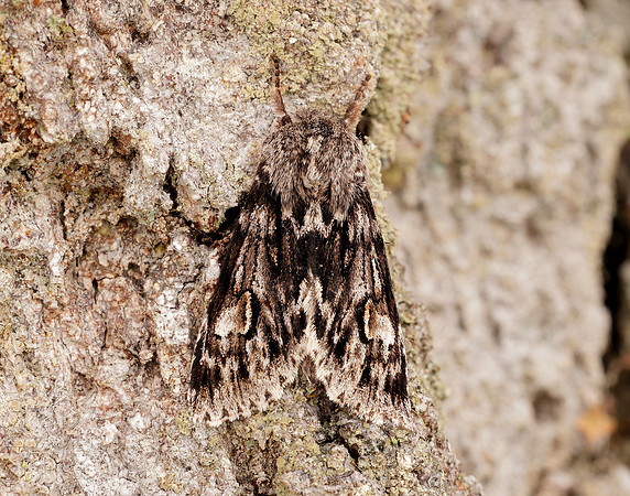 73.066 BF2228 Rannoch Sprawler Brachionycha nubeculosa