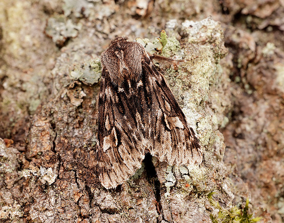 73.066 BF2228 Rannoch Sprawler Brachionycha nubeculosa