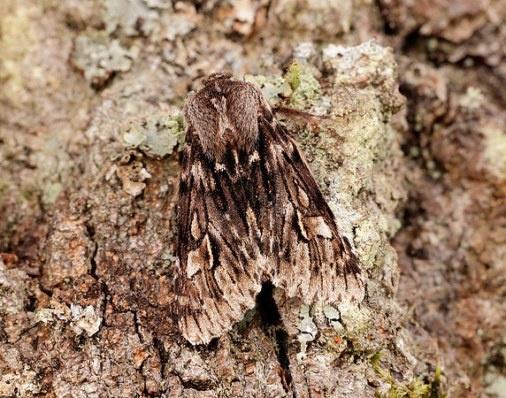73.066 BF2228 Rannoch Sprawler Brachionycha nubeculosa