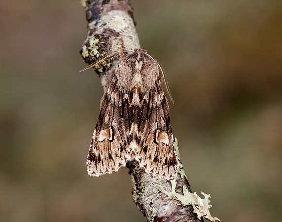 73.066 BF2228 Rannoch Sprawler Brachionycha nubeculosa