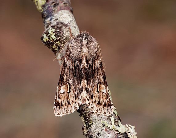 73.066 BF2228 Rannoch Sprawler Brachionycha nubeculosa