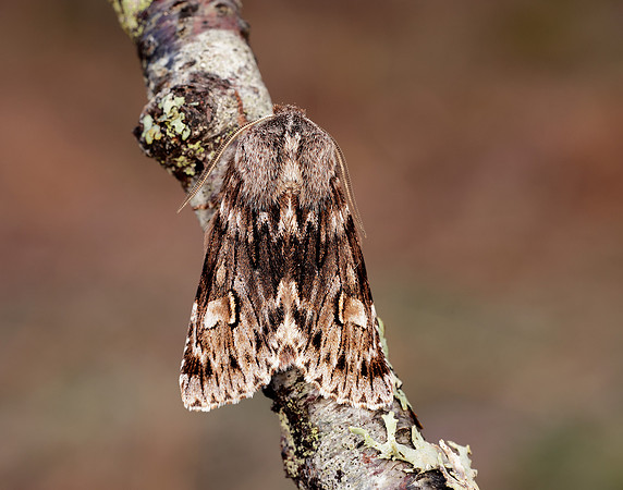 73.066 BF2228 Rannoch Sprawler Brachionycha nubeculosa