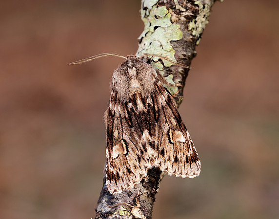 73.066 BF2228 Rannoch Sprawler Brachionycha nubeculosa
