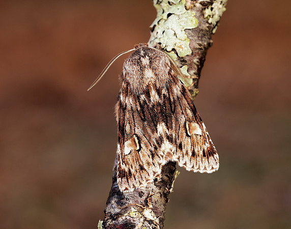73.066 BF2228 Rannoch Sprawler Brachionycha nubeculosa