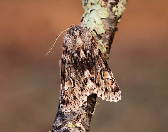 73.066 BF2228 Rannoch Sprawler Brachionycha nubeculosa