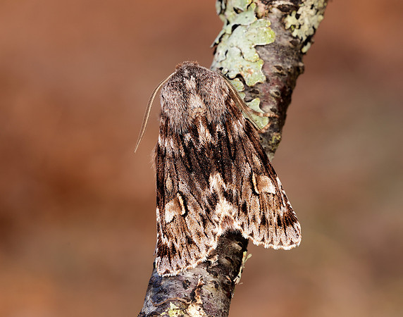 73.066 BF2228 Rannoch Sprawler Brachionycha nubeculosa