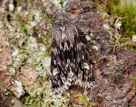 73.066 BF2228 Rannoch Sprawler Brachionycha nubeculosa